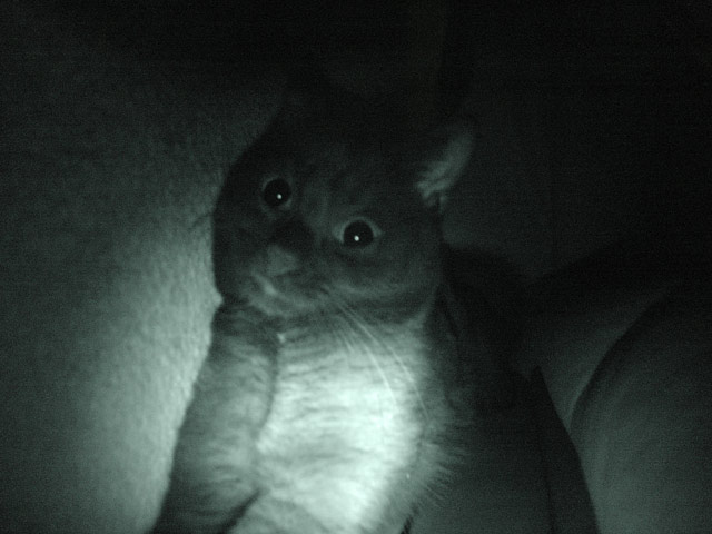 Katze bei Nacht